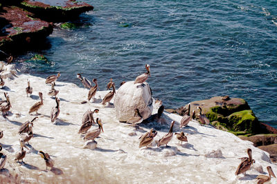 Flock of birds on rock at beach