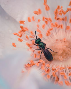 Close-up of insect on flower