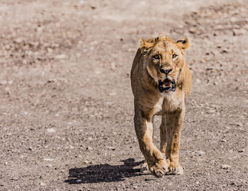 Lioness walking low angle with a shadow