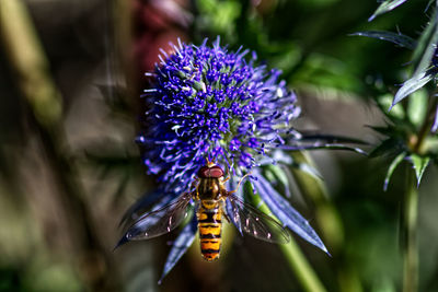 Close-up of insect on purple flower