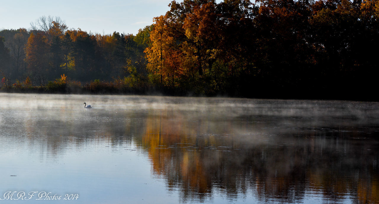 water, reflection, tree, lake, waterfront, tranquility, tranquil scene, beauty in nature, scenics, bird, nature, animals in the wild, animal themes, idyllic, wildlife, outdoors, sunset, non-urban scene, river, swimming