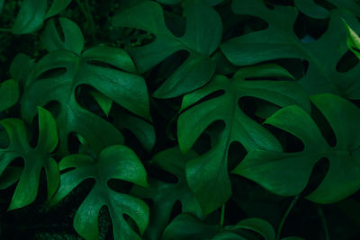 Close-up of leaves