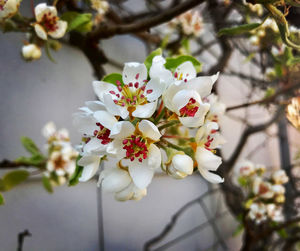 Close-up of white cherry blossoms in spring