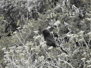 Bird on grass