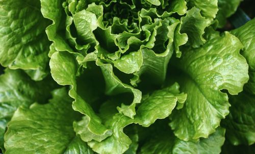 Full frame shot of lettuce