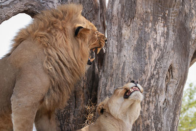 Lion roaring by lioness against tree trunk