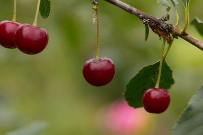 Close-up of cherries growing on tree