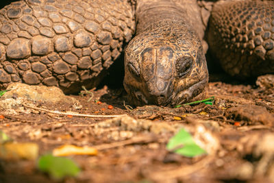 Close-up portrait of a reptile on field