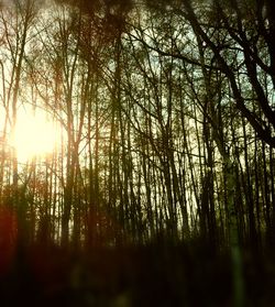 Sun shining through trees