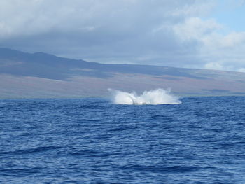 Humpback whale diving in sea against sky