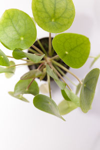 Close-up of fresh green leaves against white background