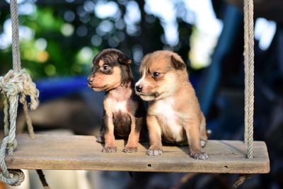 Two puppies on swing