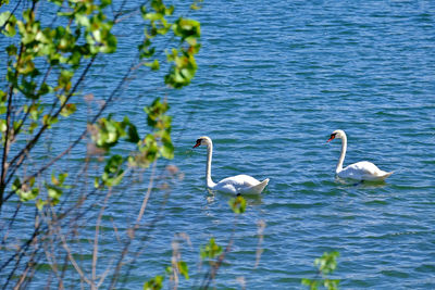 Swans swimming in lake