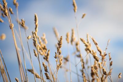 Close-up of plants growing against sky