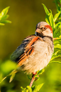 Close-up of bird perching on a branch