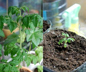 Image montage of potted tomato plants