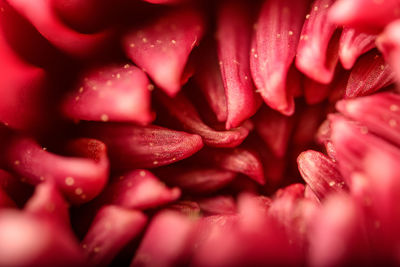 Full frame shot of flower