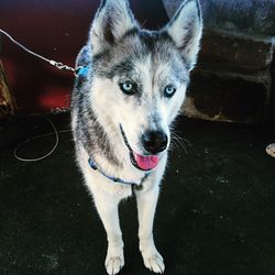 Portrait of dog on wall