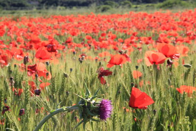 Close-up of red poppy flowers in field