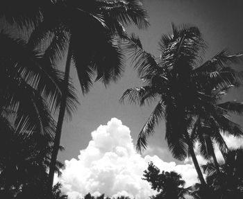 Low angle view of palm trees against sky