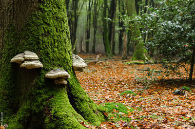 Trees growing in forest