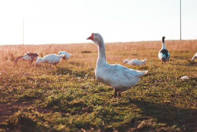 Swans on field