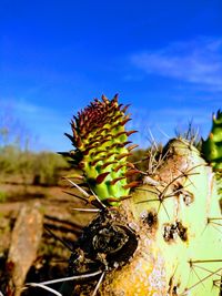 Close-up of cactus growing on field against sky