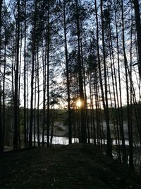 Trees against sky during sunset