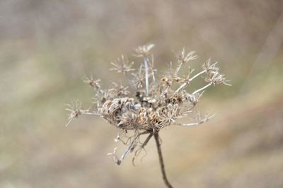 Close-up of dry plant