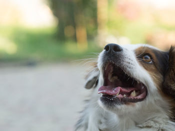 Close-up of dog sticking out tongue outdoors
