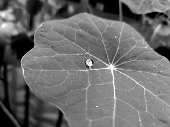 Close-up of insect on leaf