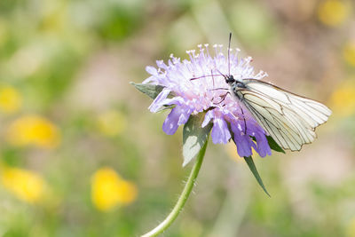 Close-up of butterfly on flower