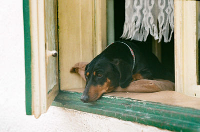 Close-up of dog resting on door at home