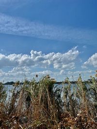 Plants growing on land against sky