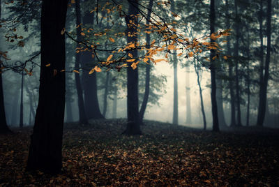 Trees in forest during autumn