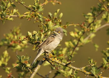 Close-up of bird perching on branch