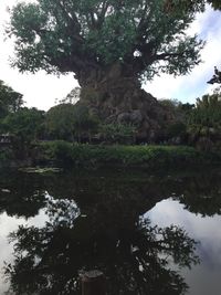 Reflection of trees in water