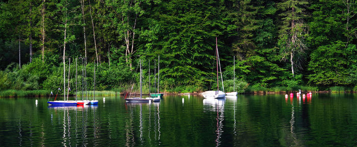 Sailboats in lake against trees in forest