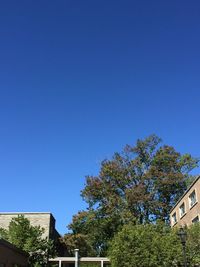 Trees in town against clear blue sky