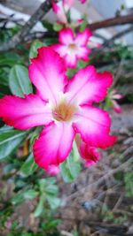 Close-up of pink flowers blooming outdoors