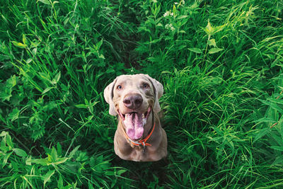 Portrait of dog on grass