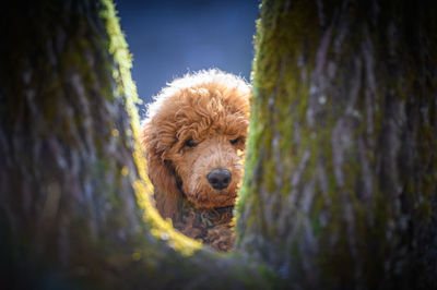 Close-up of dog