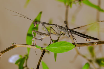 Close-up of insect on plant