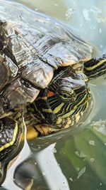 High angle view of turtle in lake