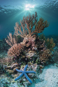 Close-up of starfish on corals underwater