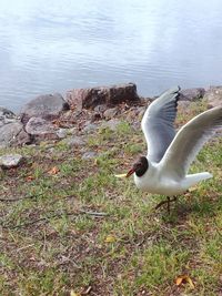 Seagull flying above the lake