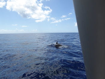 View of ducks swimming in sea