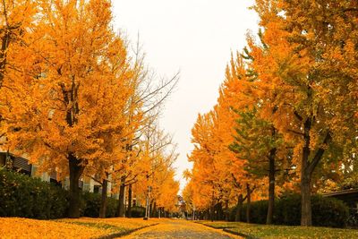 Street amidst trees during autumn