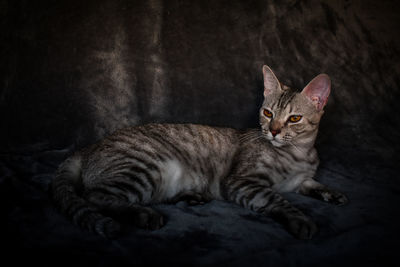 Close-up portrait of a cat resting