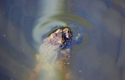 High angle view of frog swimming in lake